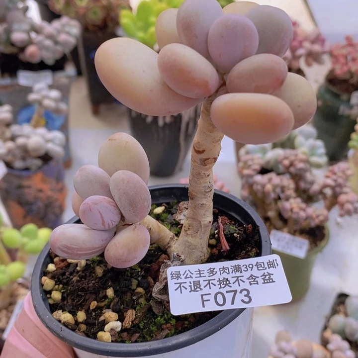 蛋黄奶老桩1073多肉植物