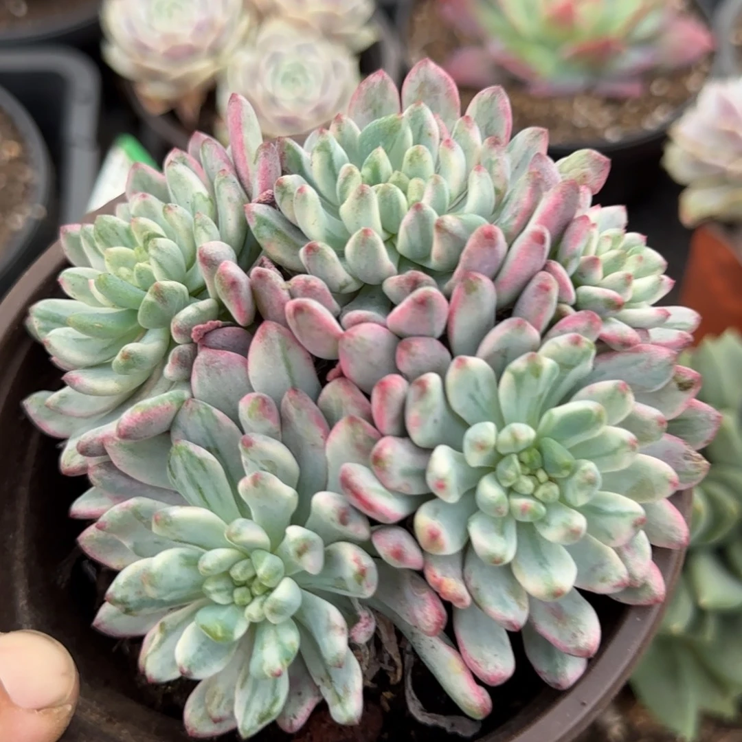 蓝精灵锦惊鸿一物一拍包装收缩花旱