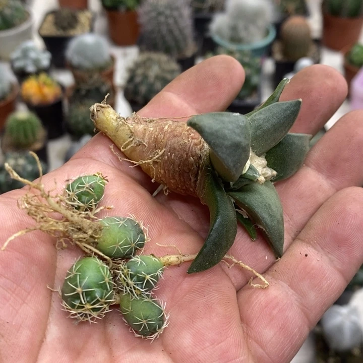 实生岩牡丹特价福利