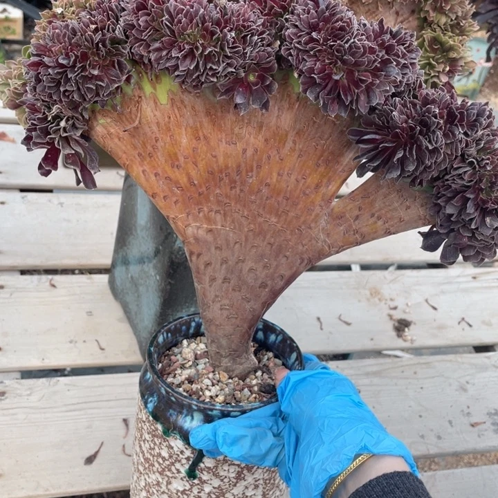 多肉植物等的繁殖及扦插培育