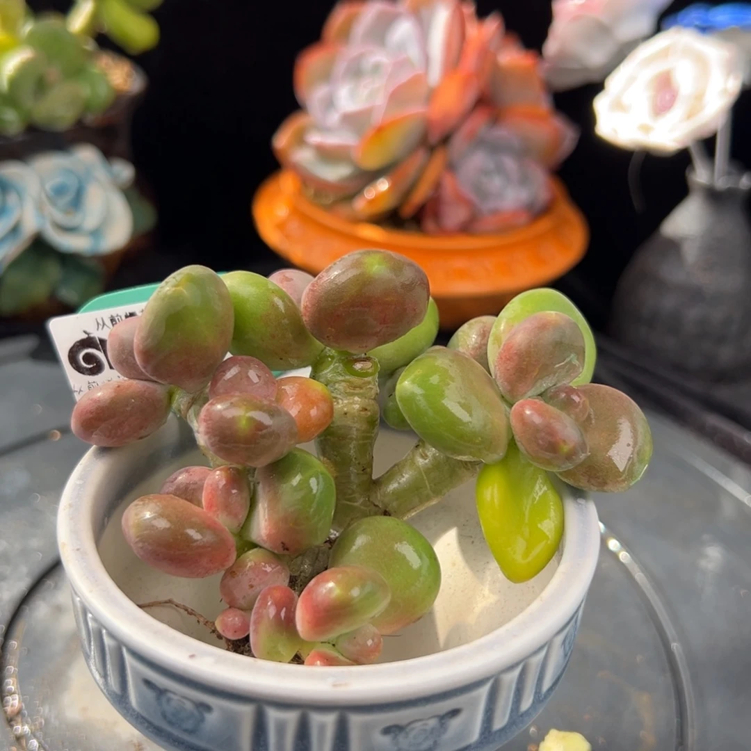 从前慢花园多肉编号1124-230