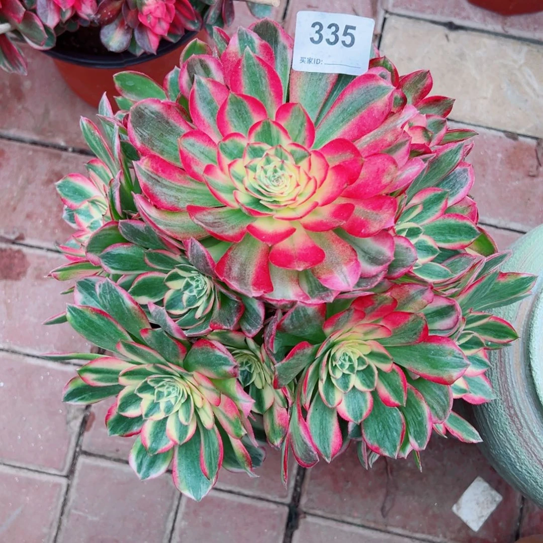 335海仙法师多肉植物