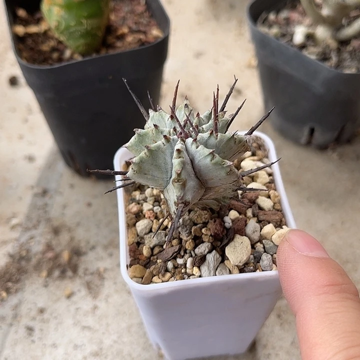 无花朵日系白肌魁伟玉仙人球