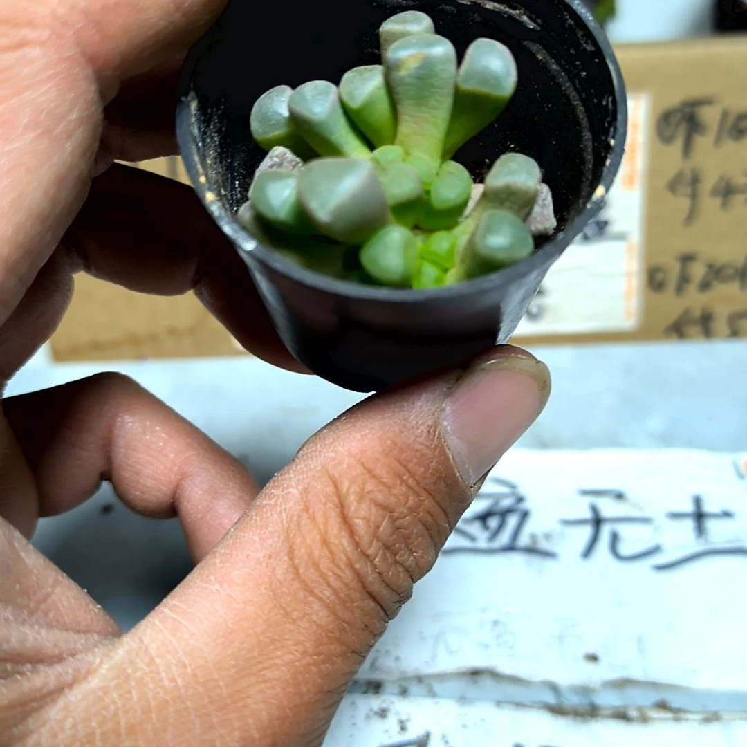 满6元包邮，五十灵域小苗苗