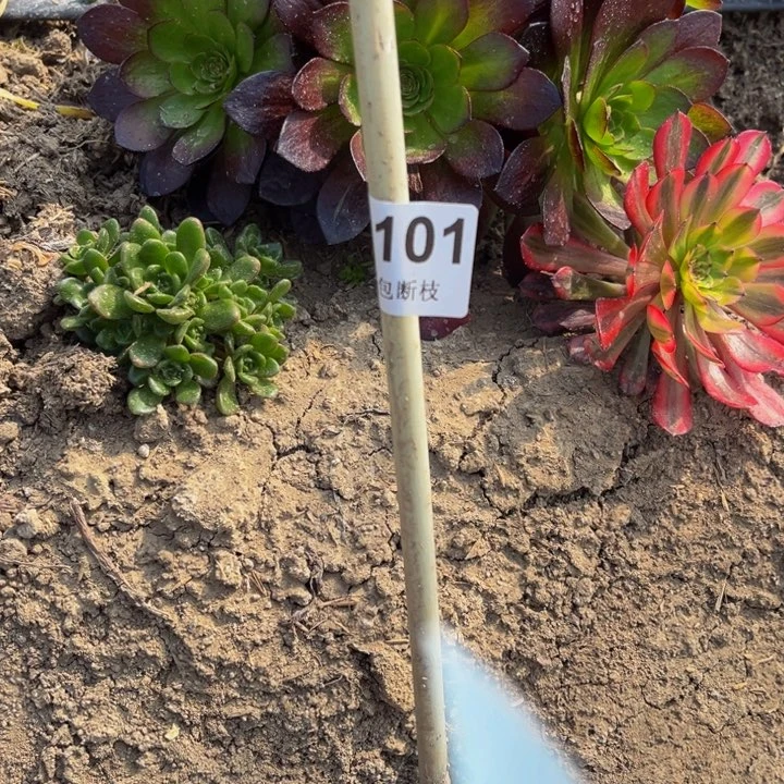 娟*101大叶绿玫瑰锦10米多肉法师不包断枝