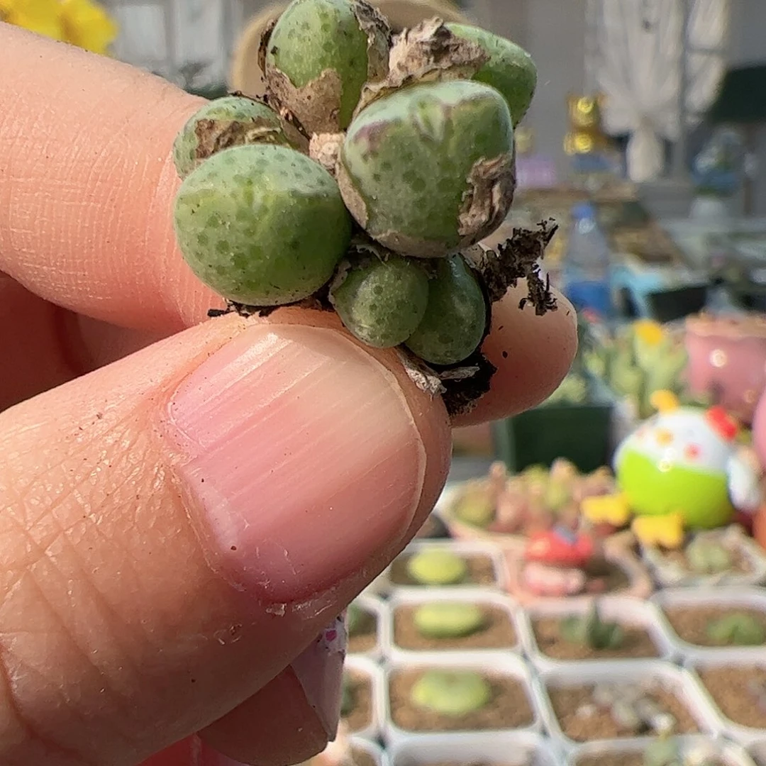 【闪购商品】17 红边斑马