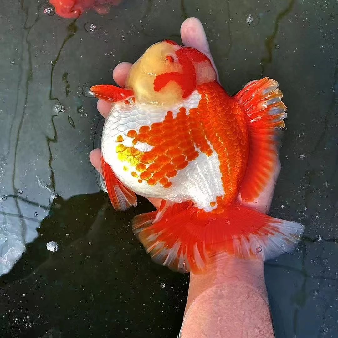 三合庄观赏鱼-百褶金鱼（4-6cm）留养级鱼苗 三送一备损（运费自理）