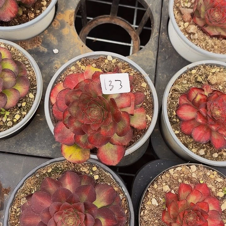 立*133多肉植物植物植物植物