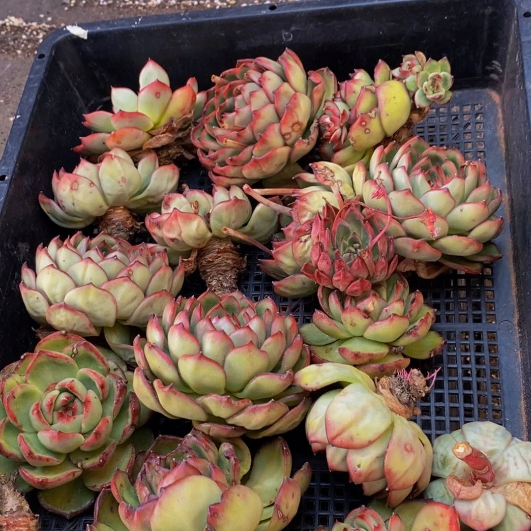 244多肉植物保护研究所所长