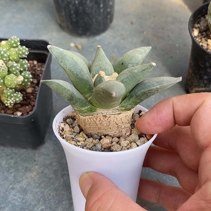 无花朵实生岩牡丹一物一拍