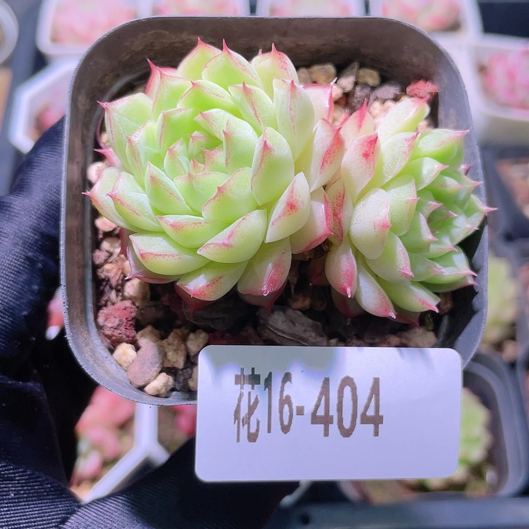 花利美16-404女王玫瑰