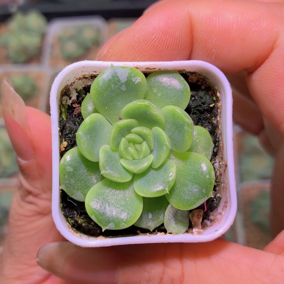 逍遥多肉植物单头