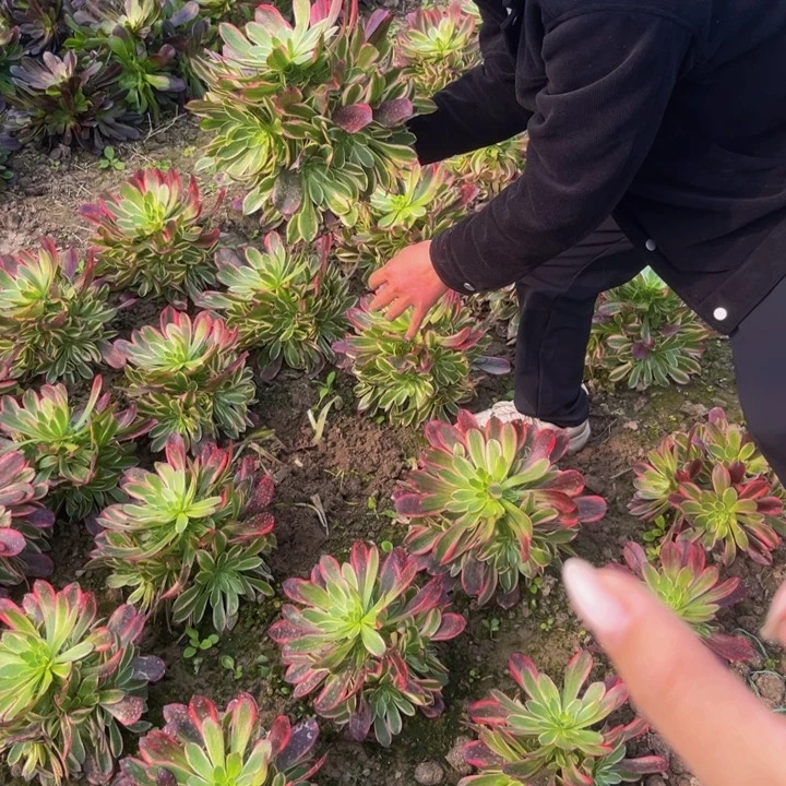 金丝雀多肉植物捧花地载