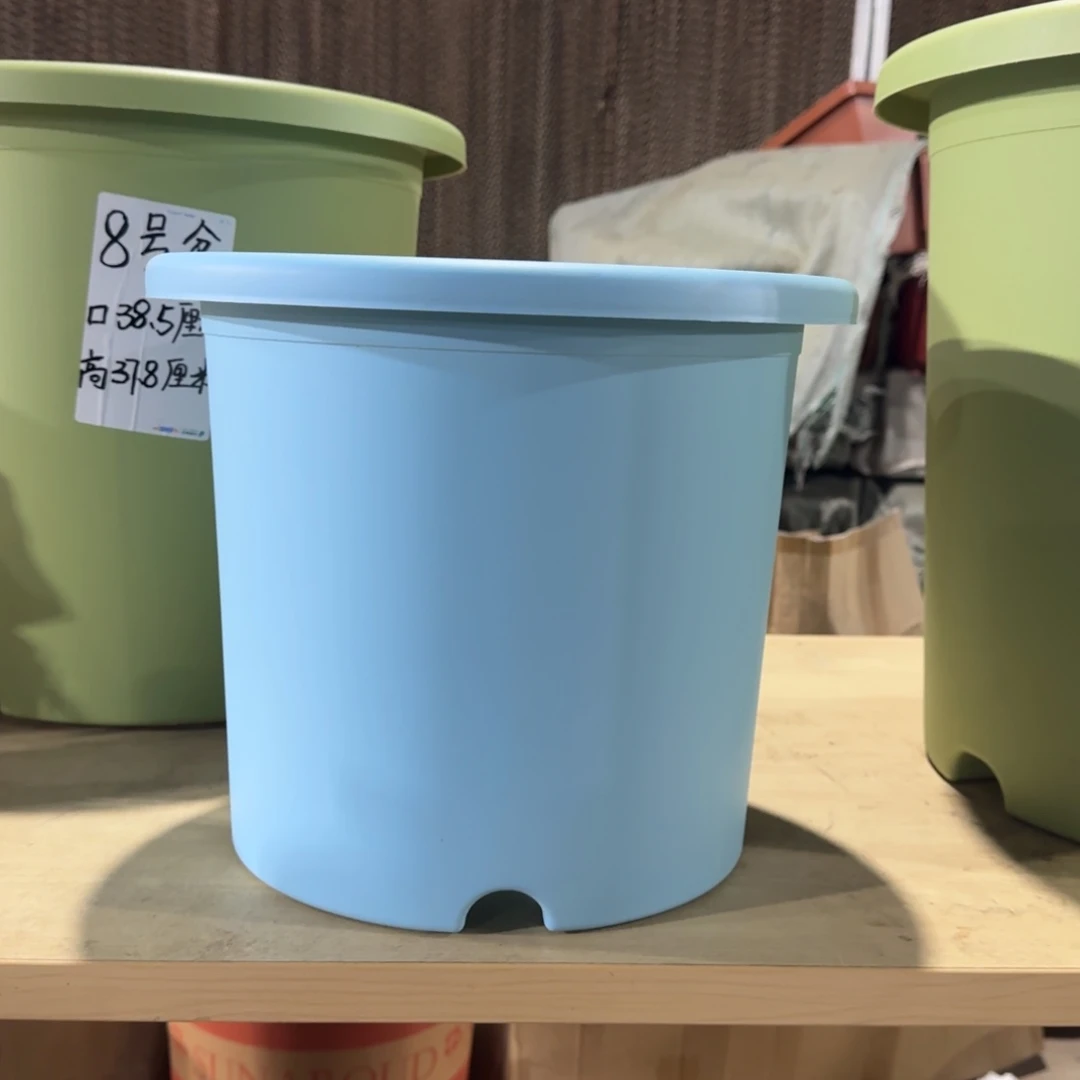 塑料四季8号艳兰1个带拖