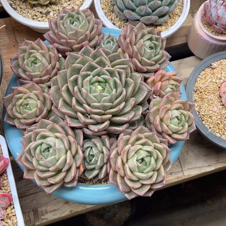 白玫瑰 群生 夏鸣园艺