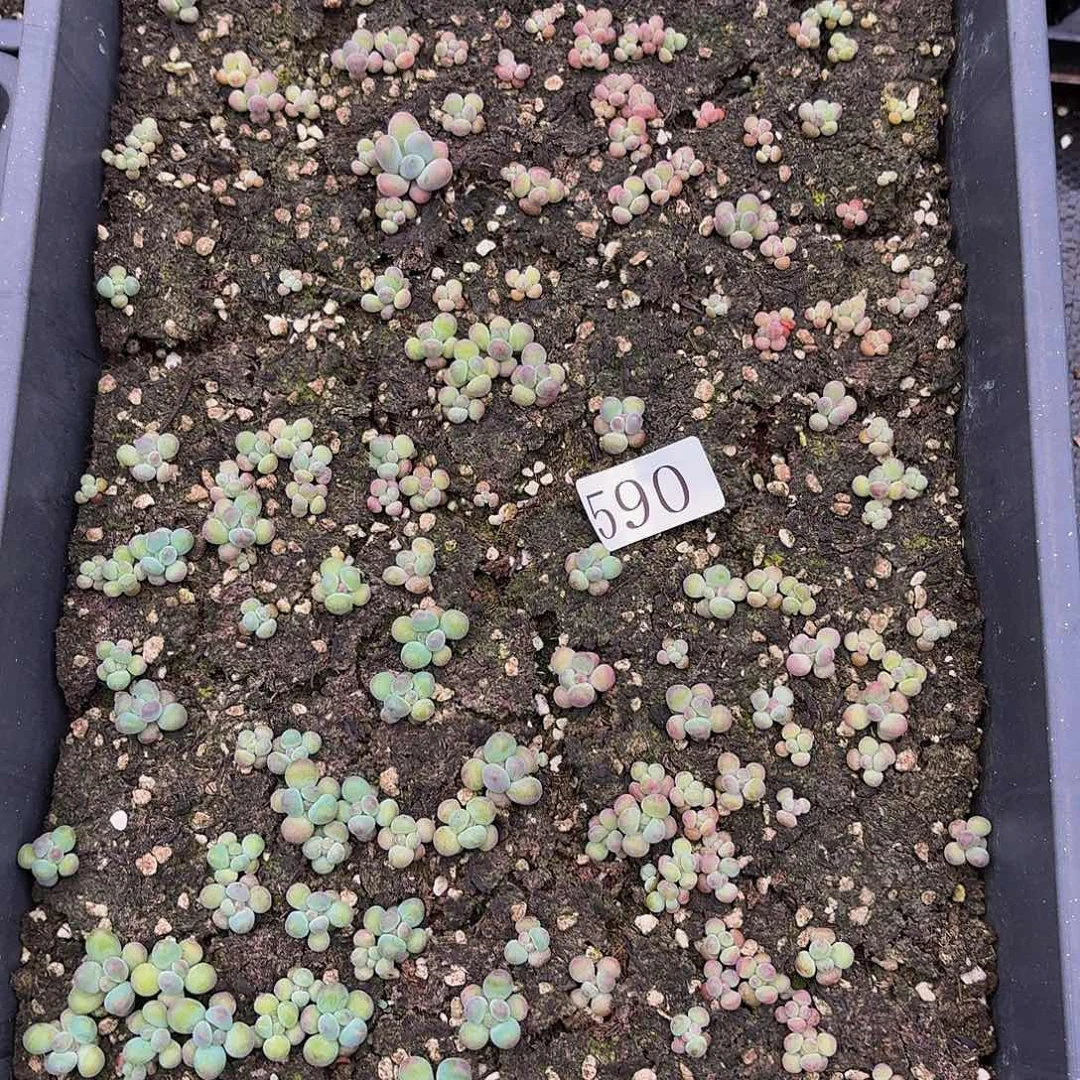 多肉植物多肉植物590