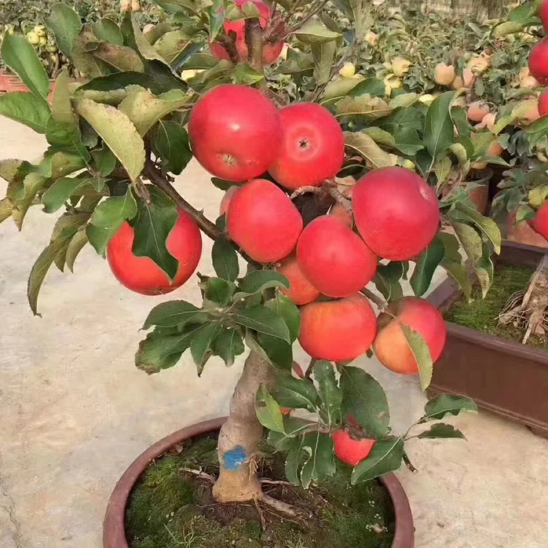 红将军黄元帅花园植物盆栽苗