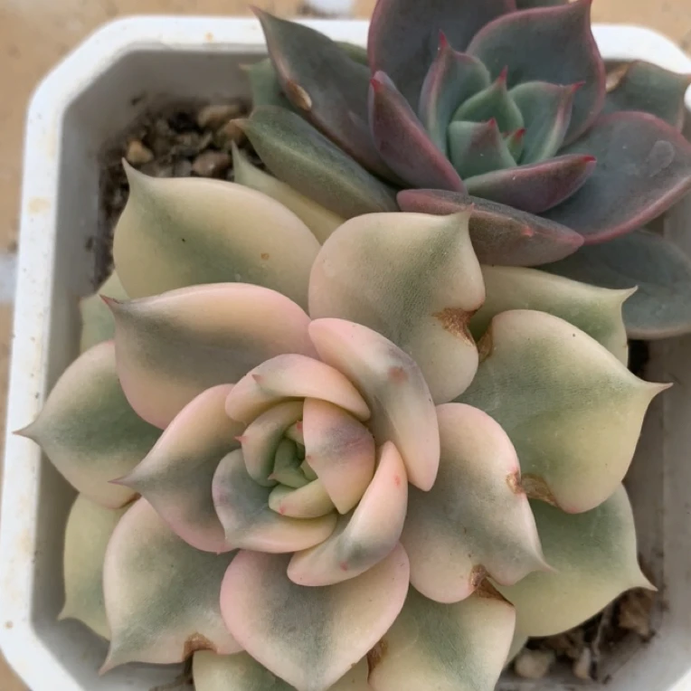 贝加尔湖阴阳锦，多肉植物