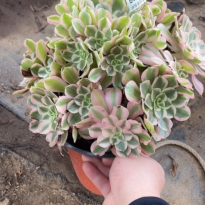 198海王多肉植物法师