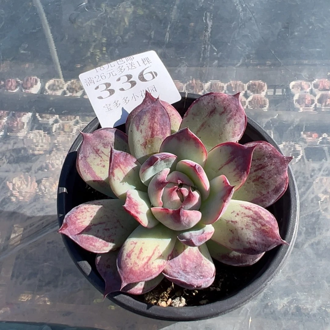 336号外翻叶拉丝惊鸿仙子一物一拍