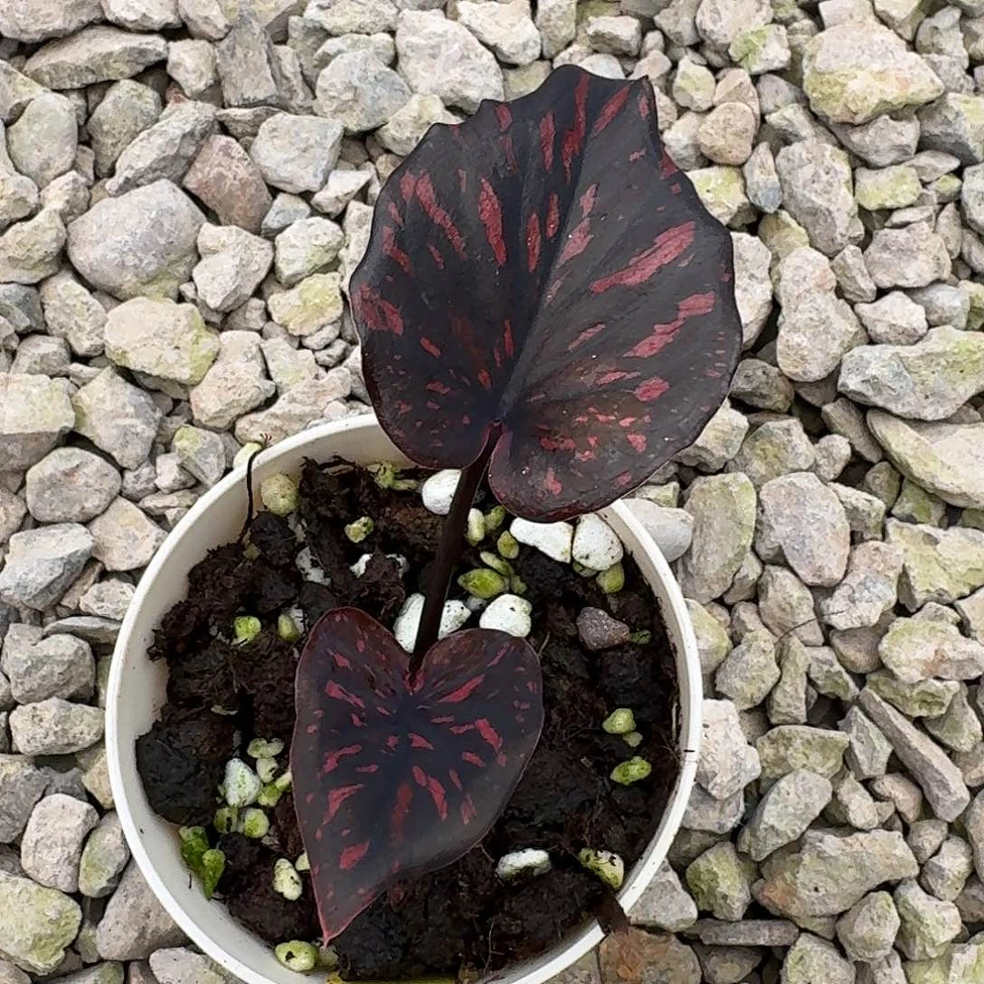 两***地完全开放Q513枪养定