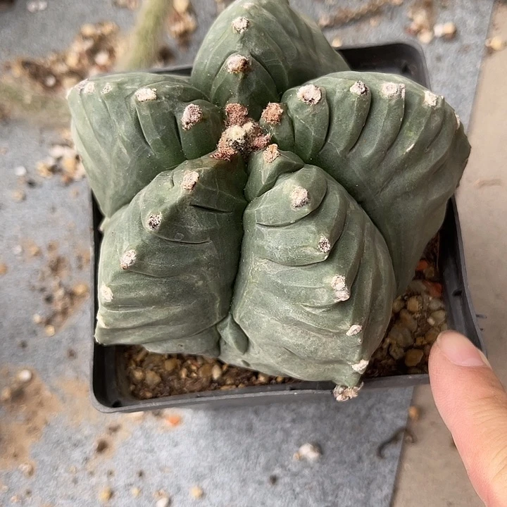 无花朵龟甲鸾凤玉