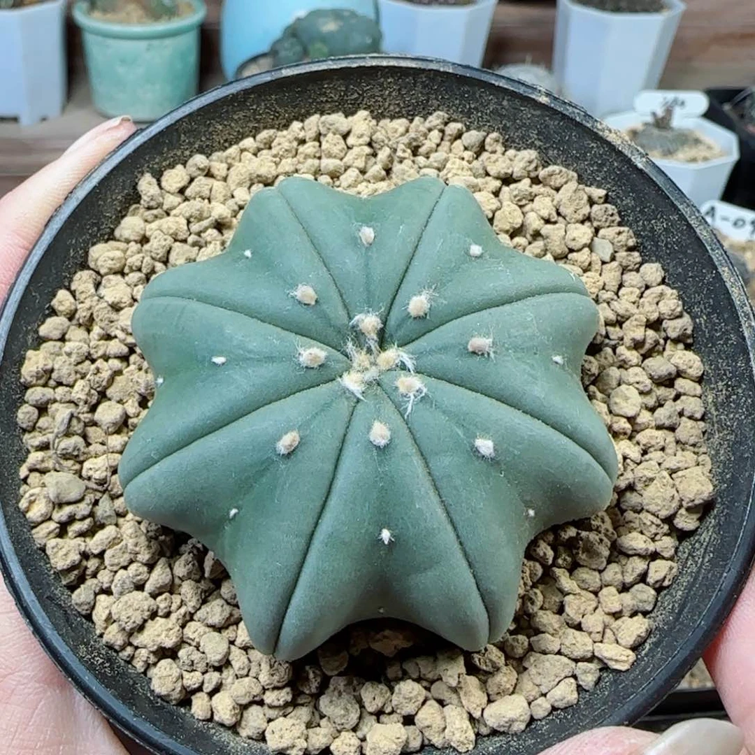 实生琉璃海星兜多肉