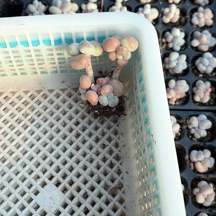 破***@c j zh fs h v z d g h 337