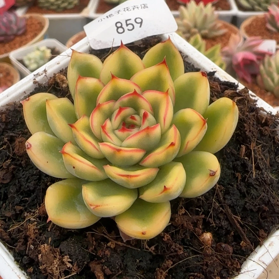 乔****859荷花锦多肉植物