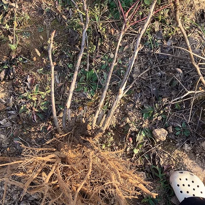 无花朵黄金阁。   2