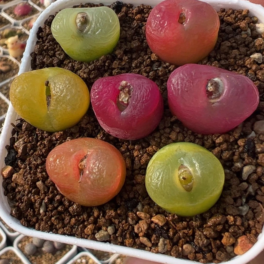 一组彩虹毛带盆多肉植物