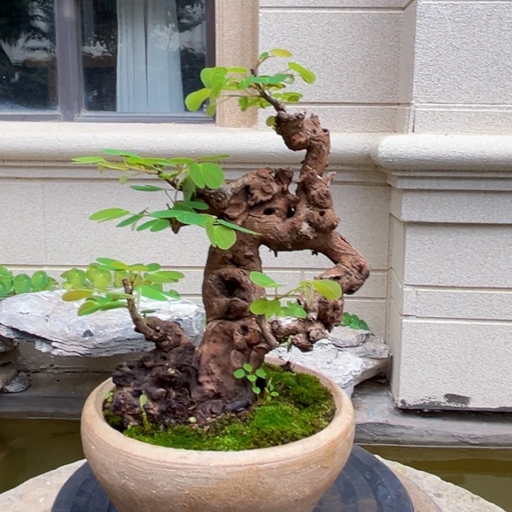 虞***人无花朵羊蹄甲盆景老桩