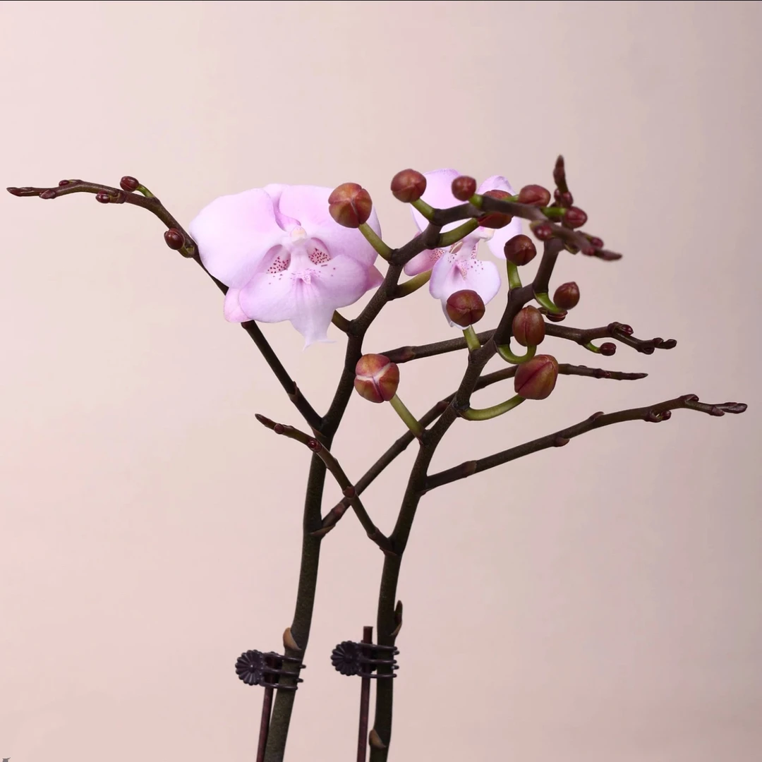 明兰花卉 蝴蝶兰【神仙妹妹】带花带花苞开花株发货