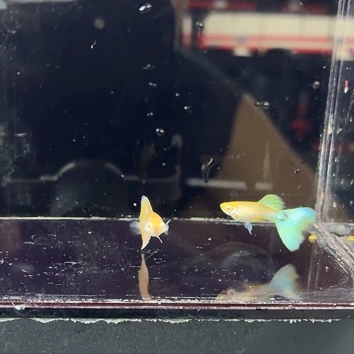 孔雀鱼78888888888