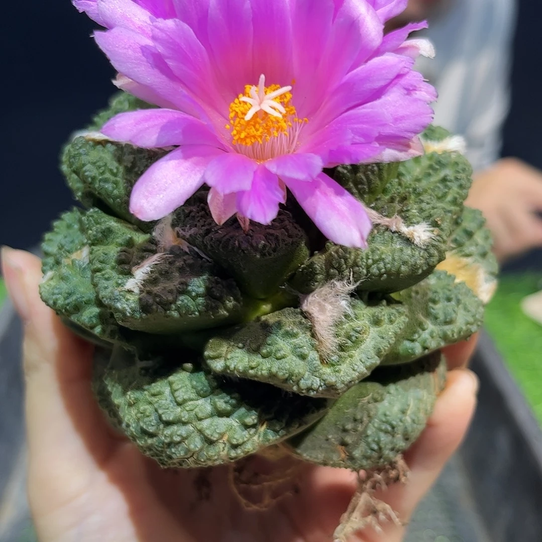 9.5cm自根超大哥斯拉牡丹