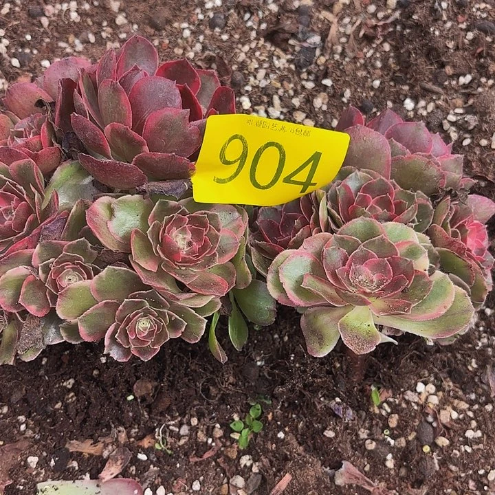 多肉植物福利904个