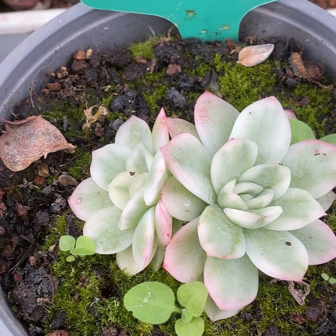 716寒苏哈哈哈哈哈哈