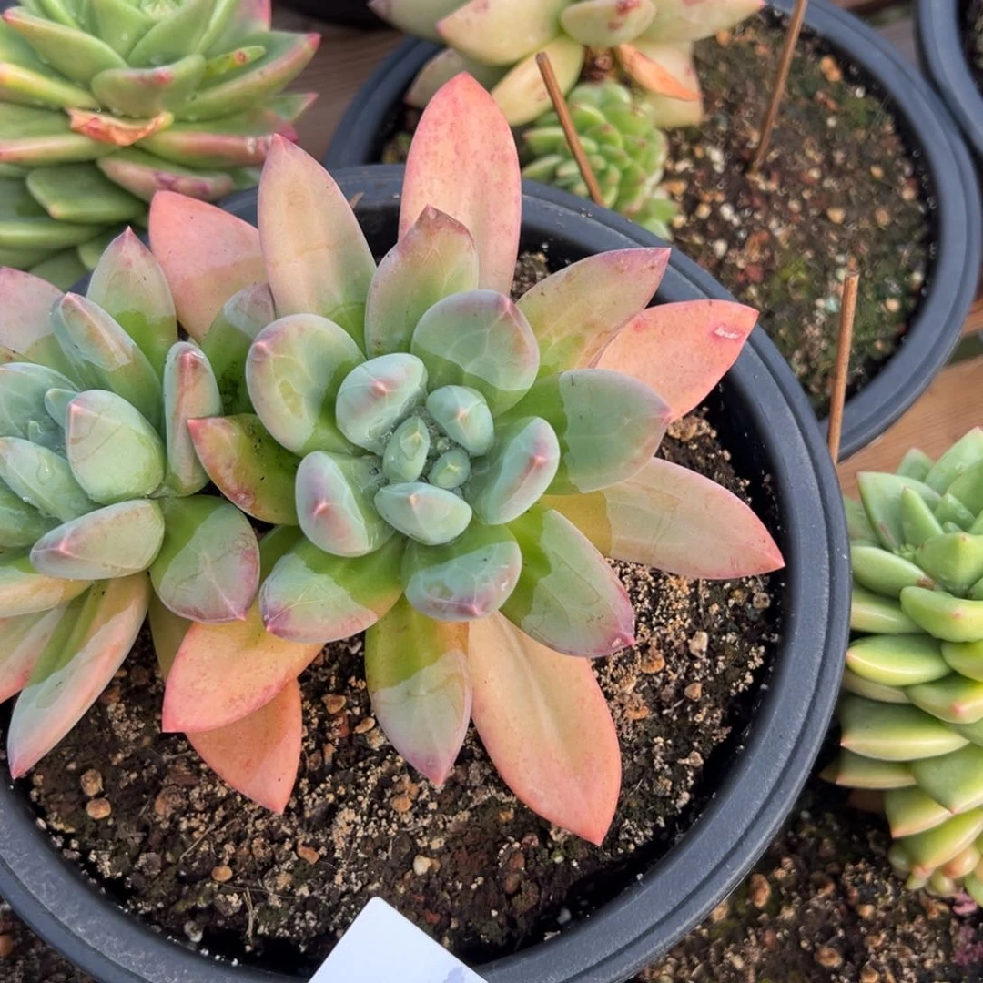 冬****万4112肉多么多么肉多哦