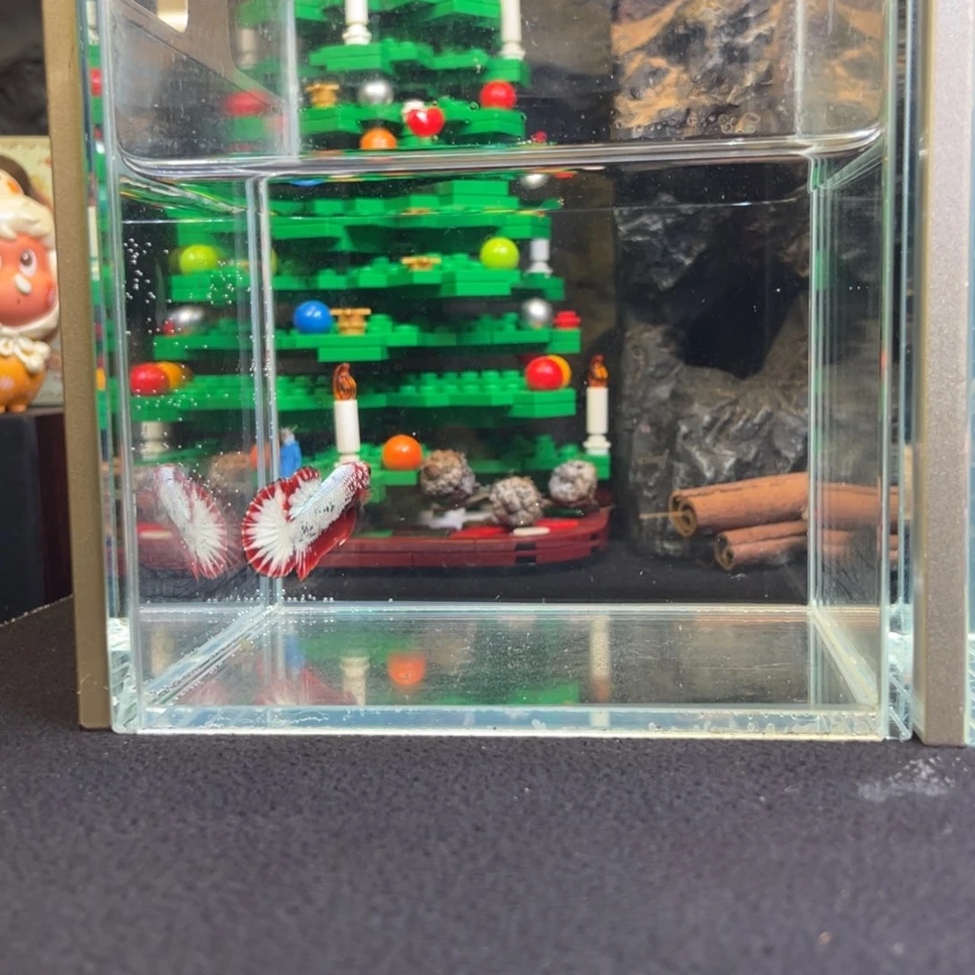 斗鱼鱼次元竞价一月四日竞价