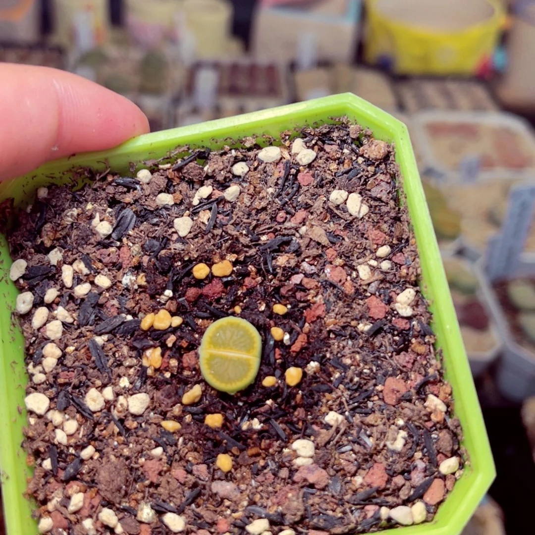 命***运118号带盆包邮发货