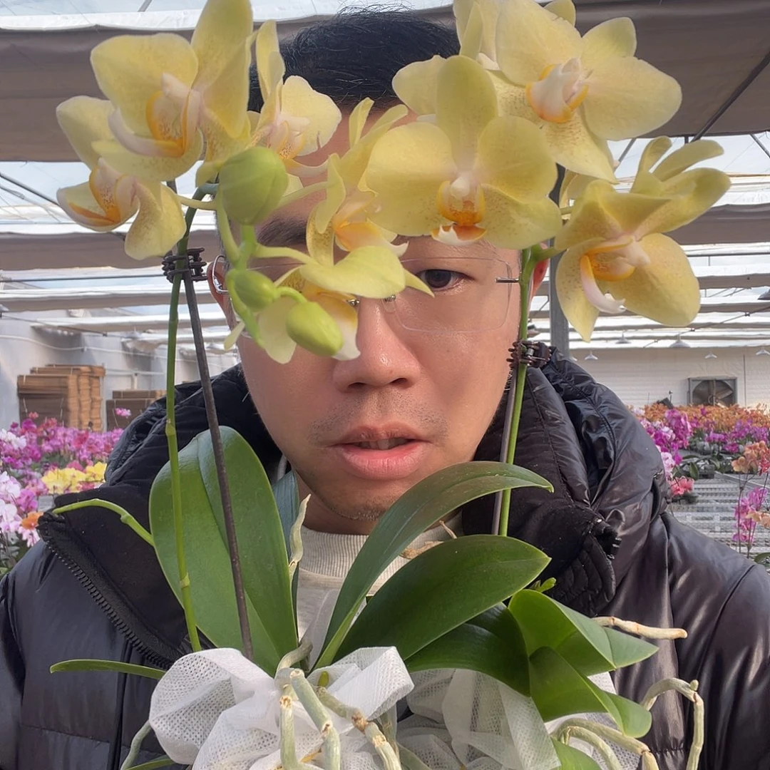 完全开放里窝那两颗瑕疵双剑