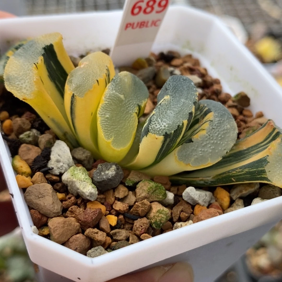 689大海原玉扇锦一物一拍