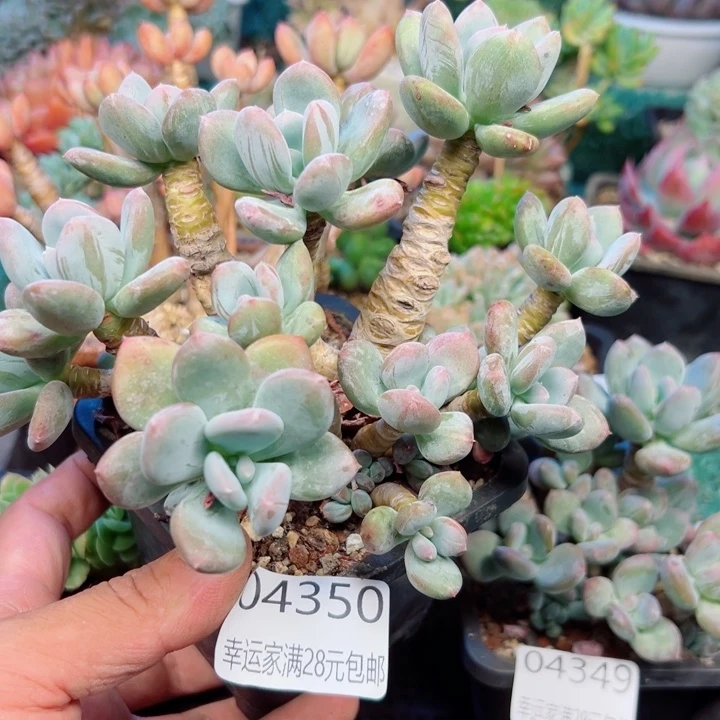 幸运的是我还没遇到过