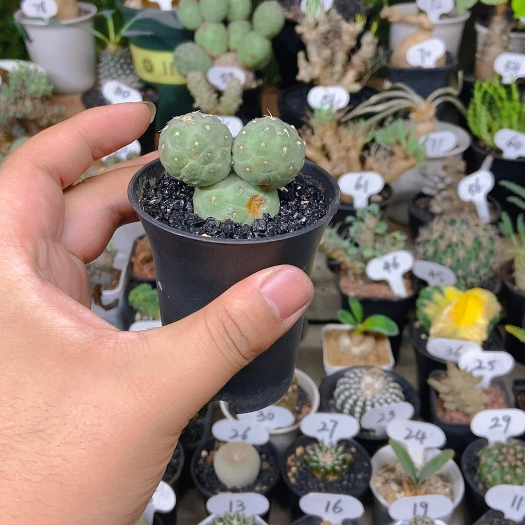 米奇一个一物一拍