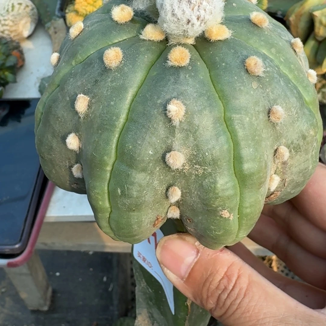 【闪购商品】高脚海星兜121
