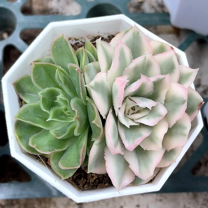 紫蝴蝶锦一物一拍锦龙