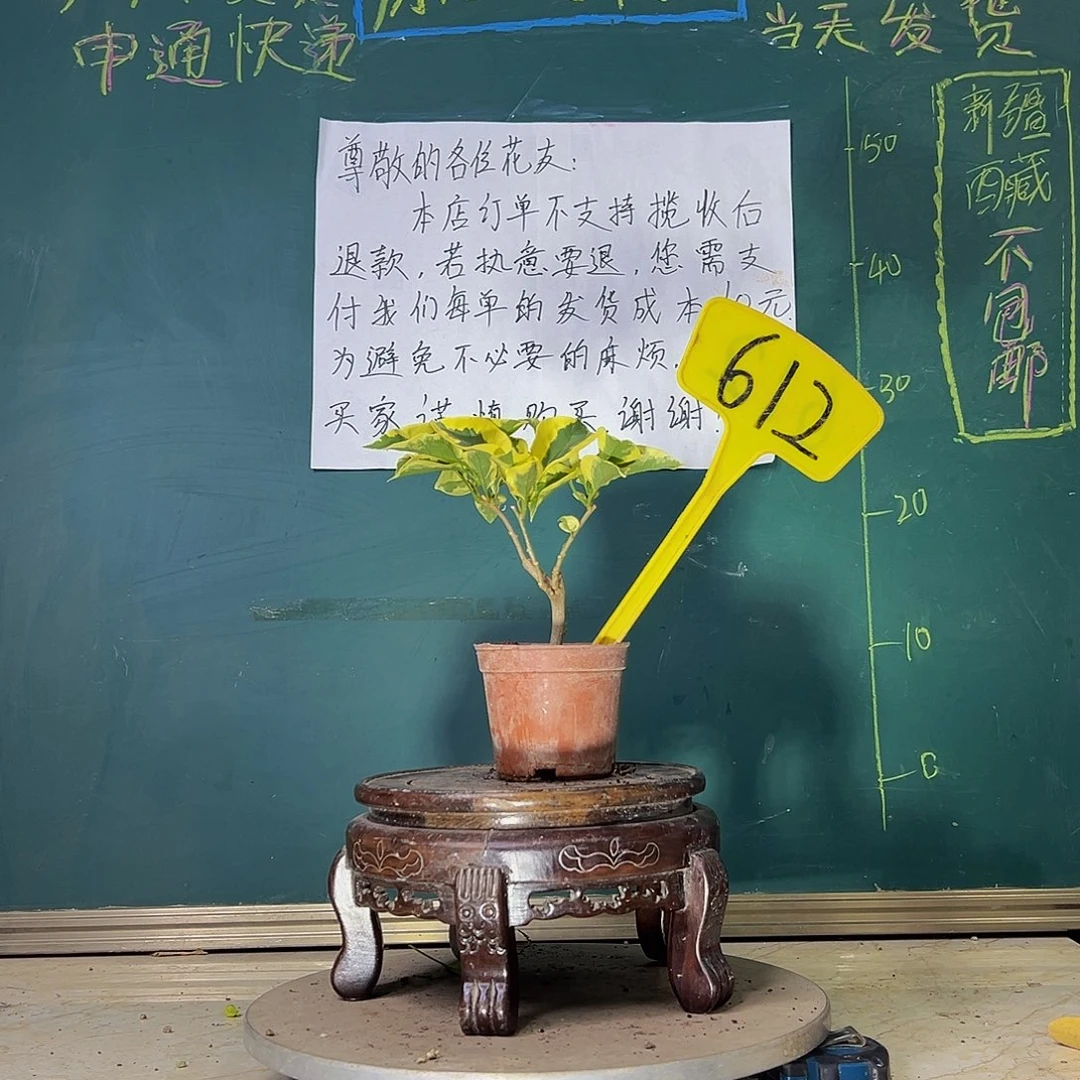 当前无花栽培后可以开花中国丽人掌中宝 612