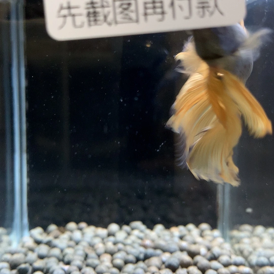 ＂****斗鱼七弟泰国斗鱼36