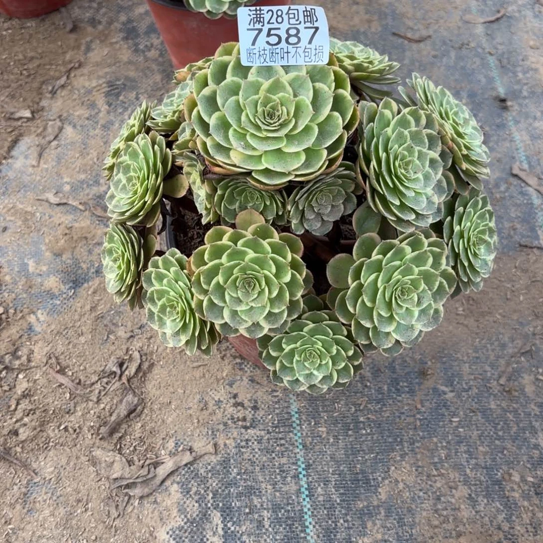 鑫***妈K. 7587粉花妖多肉，bad