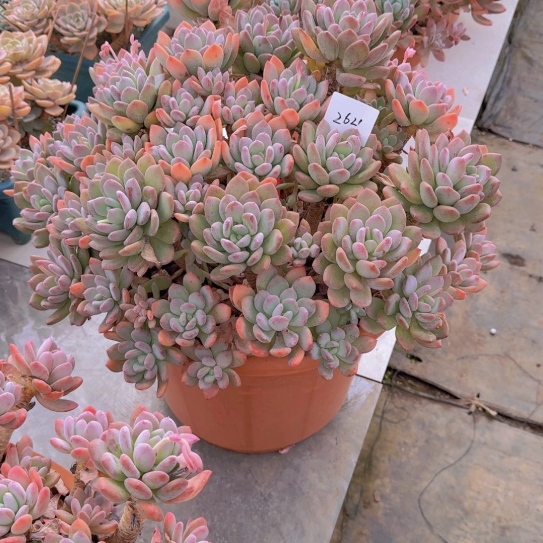 故****2621灰姑娘duorzw